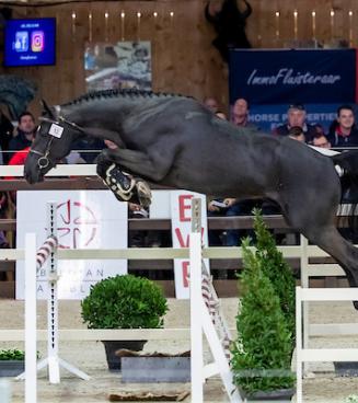 BWP Top Stallion Auction