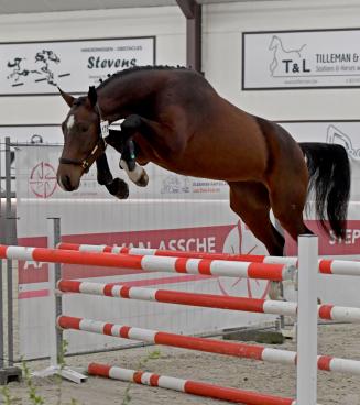 Belgian Youngster Trials 