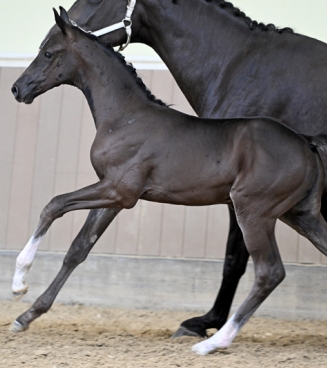 BWP Elite Foal Auction