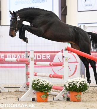 belgian youngster trials