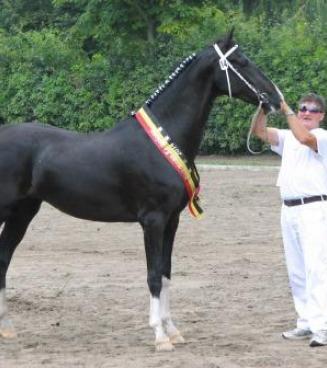 Nationale prijskamp Tuigpaarden