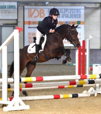 Bestgaande Rijpony, Brabant en Wallonië