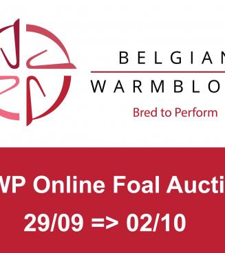 BWP Online Foal Auction