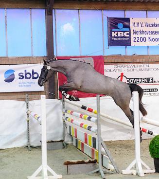 BWP Hoogstraten: Vrijspringen Jonge Belgische Springpaarden