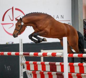 De deelnemers BRp Hengstenkeuring 2019