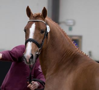 Beelden en rapporten ponyhengsten 2017