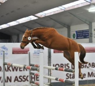 Startlijsten Belgian Youngster Trials