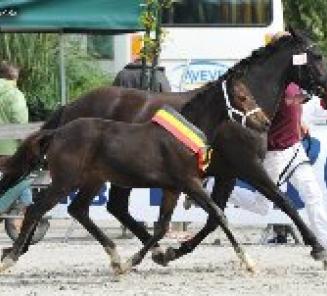 36 ponyveulens op Nationaal Veulenkampioenschap BRp