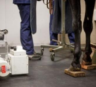 EquiTime november werpt een blik achter de schermen van de eerste fase BWP-hengstenkeuring: de medische keuring