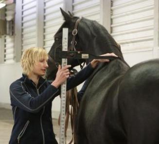 BWP Stallion Approval: busy times for the Veterinary Faculty in Gent