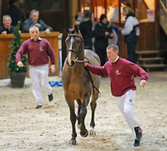 BWP op Flanders Horse Expo