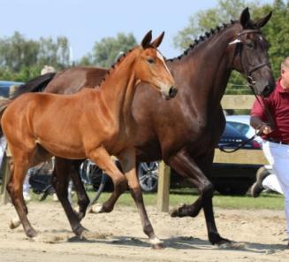 Jouw veulen op de cover van EquiTime