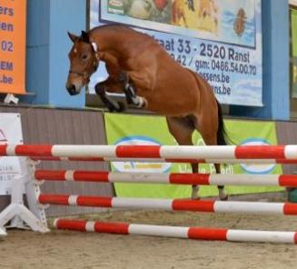 BWP Fokkerijdag: alle ponykampioenen