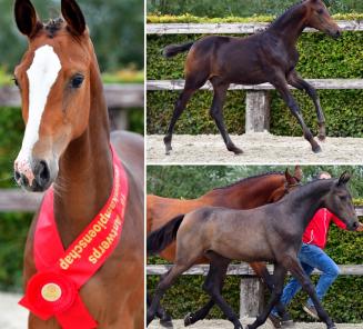 Online Foal Auction