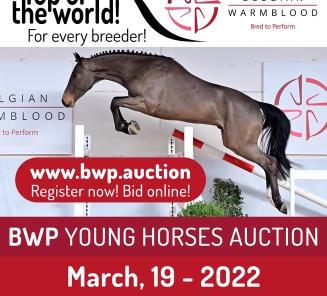 Young Horses Auction