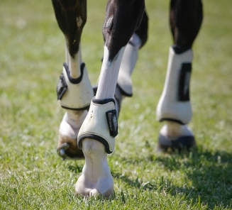 Paard met peesbeschermers