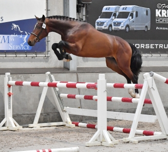 Twillight Sparkle VH Schaeck - winnaar Open Kampioenschap Vrijspringen 3 jarigen 2022