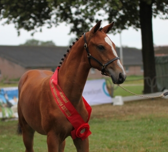 A Char Blue van ’t IJsselstein