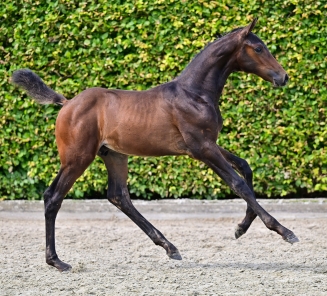 Vanavond Elite Foal Auction