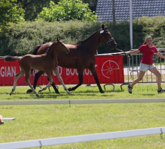 Prijskamp Limburg