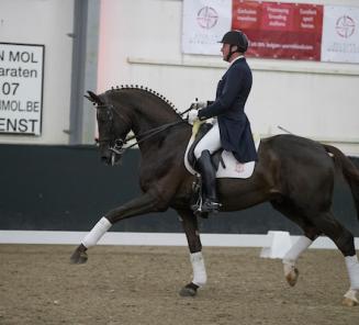 BWP Elitehengst Dressuur: Aaron scoort op CDI4* Oldenburg