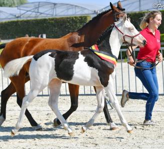 De BRp-veulenkampioenen: Banana Van t Neerhof, Bon Cremell Royale 'S' Van Prinsenhof's, Be Splashed v/d Spelonck De BRp-veulenkampioenen: Banana Van t Neerhof, Bon Cremell Royale 'S' Van Prinsenhof's, Be Splashed v/d Spelonck