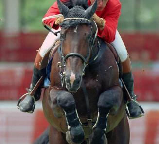 Janus VB, uit Darco-moeder, wint Italiaanse GP