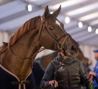 Le plus jeune vainqueur du Derby de Hickstead gagne avec le cheval BWP Hearton du Boix Halleux