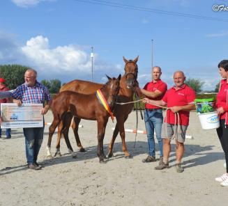 Via Veulenkampioenschap ook nog deelname Nationaal Bestgaande Rijpony mogelijk!