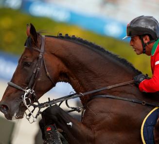 Elite stallions Gitano van Berkenbroeck and D&J Havanna vd Brouwershoeve perform in Montefalco!