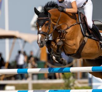 Paard in de kijker: Merqusio, alias Helios von Rocherath