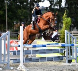 Inschrijvingen Prijskamp & Bestgaande Rijpony Oost- en West-Vlaanderen open