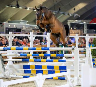 Quint BT wint het vrijspringen in Mechelen