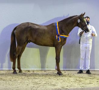 BWP-bloed scoort het beste in KWPN-verrichtingsonderzoek