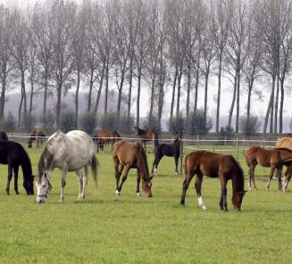 The number of foals shows an upward trend over the years