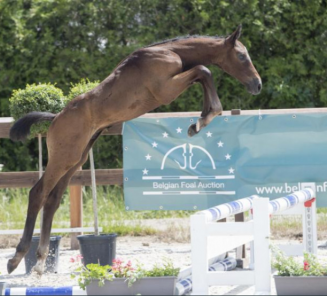 BWP leverde alweer een veilingtopper af