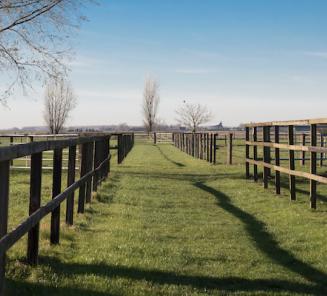 Groen licht voor paardenstallen in agrarisch gebied 