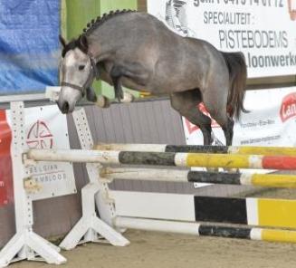 Fokkerijdag: vrijspringen ponys & beste ponyvoorsteller: inschrijvingen open