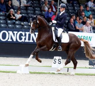 Dressuur: BWP-goedgekeurde hengst Quanto Curo vh Bloemenhof wint eerste Prix St Georges