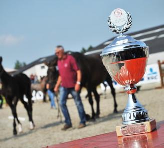 Opnieuw massaal aantal veulens op Nationaal Kampioenschap zaterdag Opnieuw massaal aantal veulens op Nationaal Kampioenschap zaterdag