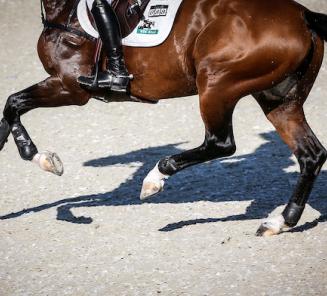 Triomphe de Muze levert winnaar in Drammen